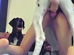 Dogshow Webcam Dog Sex.