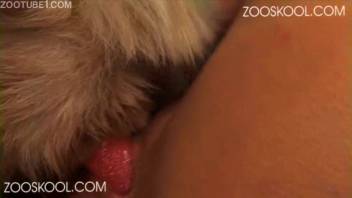 Dark-haired submissive woman is impregnated by a well-hung canine